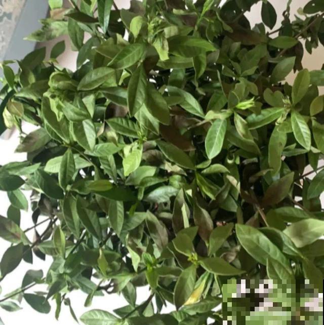 家里养这10种花,冻伤了要赶紧救,晚了就救不回来了 家里养这10种花,冻伤了要赶紧救,晚了就救不回来了