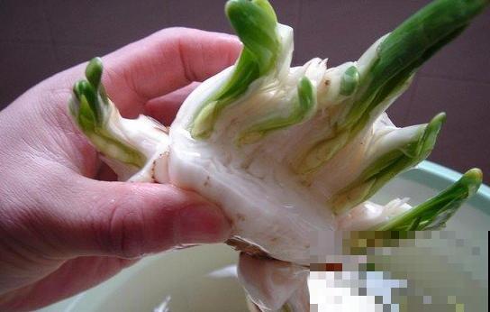 牙签串大蒜，冒充七彩水仙？千万别上当！