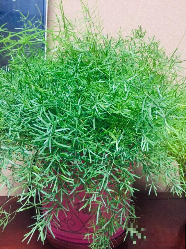 武竹枝条更加苍劲，一年四季绿油油，观赏性超强