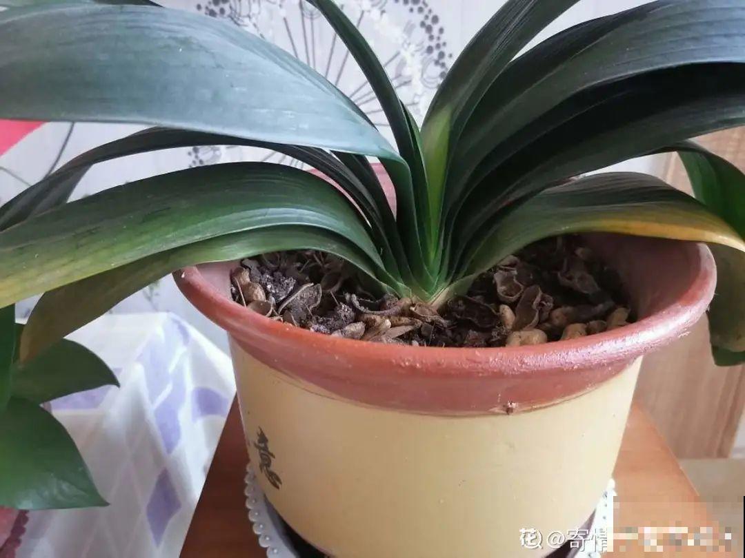 腊月养花禁忌，一定要保暖，不然花很快就死