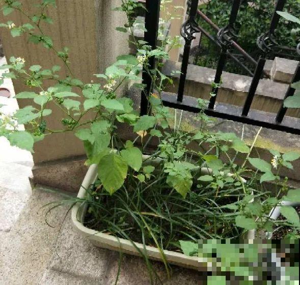 5种草别乱养，混进盆里太霸道，把其它花缠死了