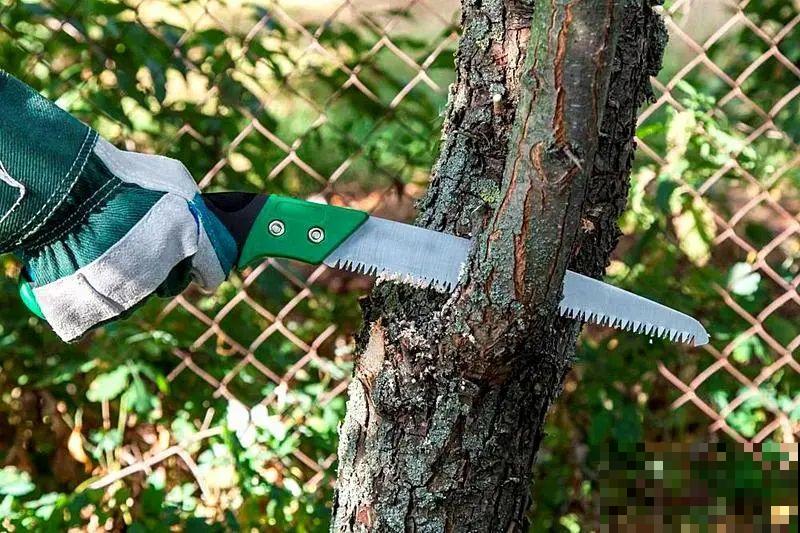 冬剪开始了，月季看见这种枝，就要赶紧剪！