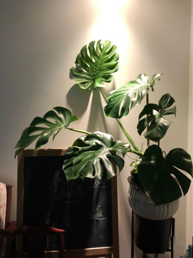 在家里养盆大型花卉,四季常绿生机勃勃,把春天锁在家里! 在家里养盆大型花卉,四季常绿生机勃勃,把春天锁在家里!