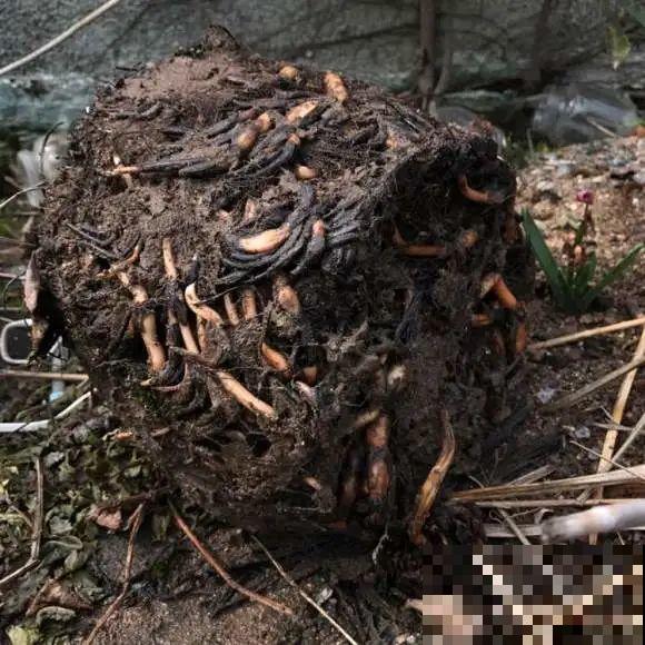 春天给花分株，1盆变成多盆，很快爆盆