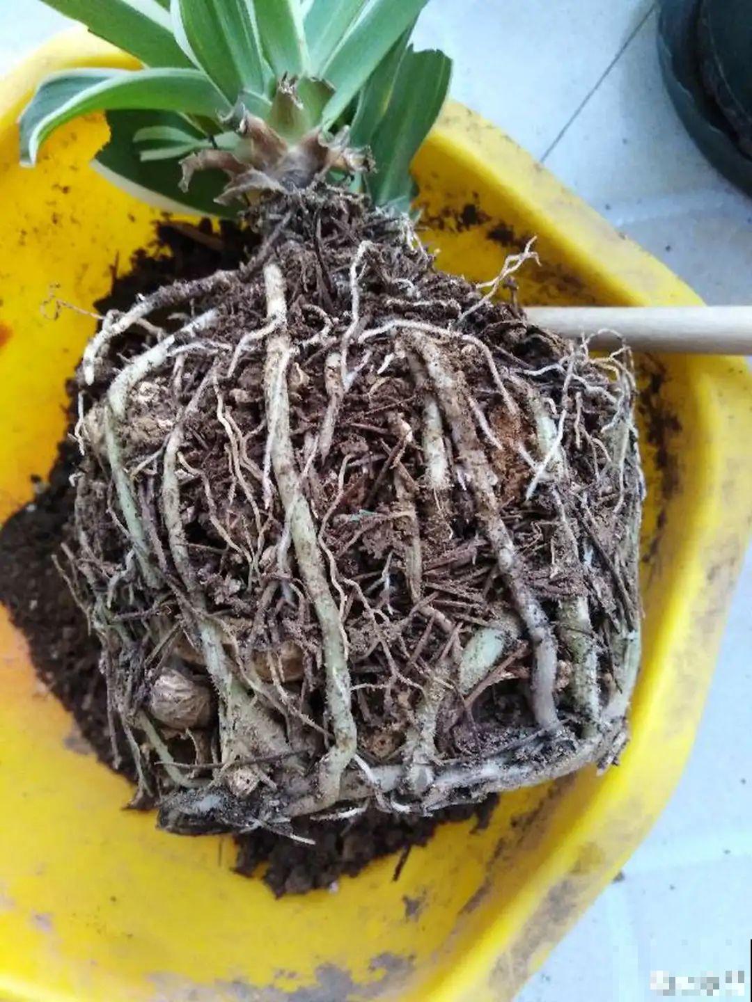 家里的花生壳别丢，拿来养花效果好，根系太旺盛