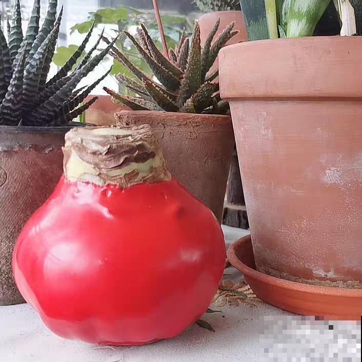 花市看见干枝杜鹃，为了良心，千万别买