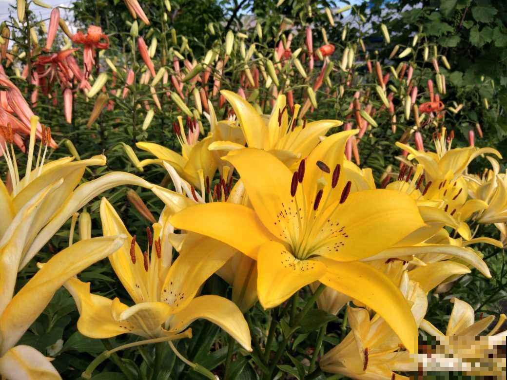 4种花是个种院子里，春天撒种子，夏天就开成花海