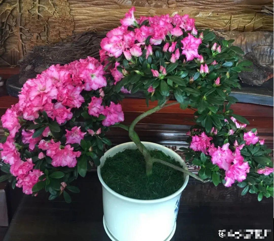 梦想有个院子，养花弄草，过舒心日子！