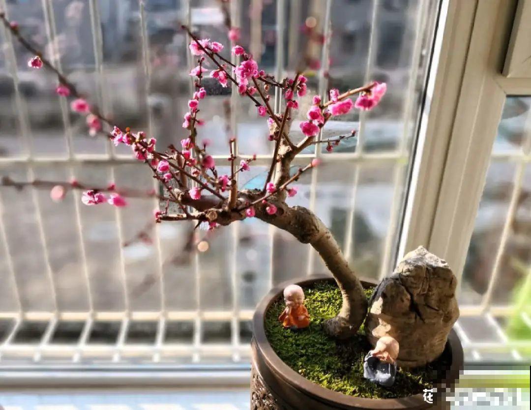 红红火火的过年花,开花特热闹,过年必备! 红红火火的过年花,开花特热闹,过年必备!