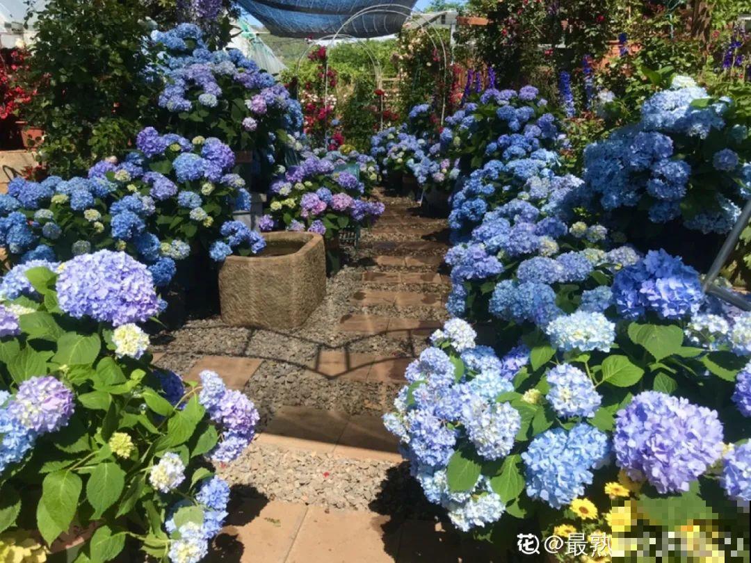 春天花要苏醒了，快施肥，新芽狂窜不断