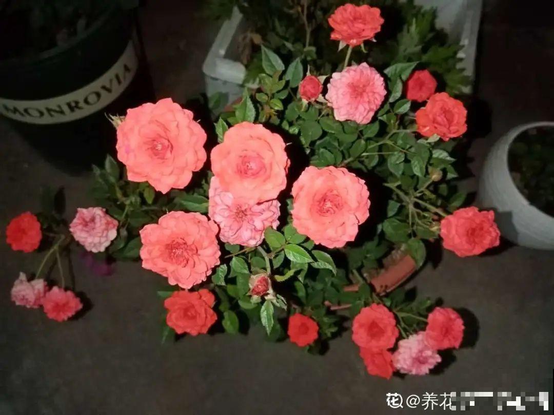 百合开花不是一次性，开完要施肥，1盆能生20盆
