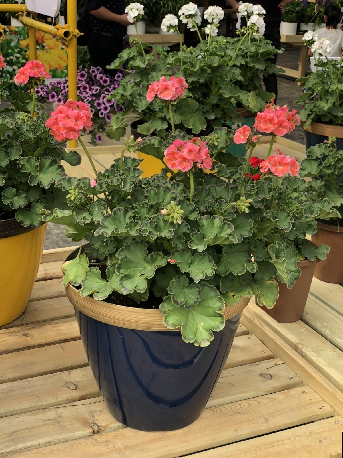 天竺葵养不活?只用1分钟,教你盆栽变“花球”! 天竺葵养不活?只用1分钟,教你盆栽变“花球”!