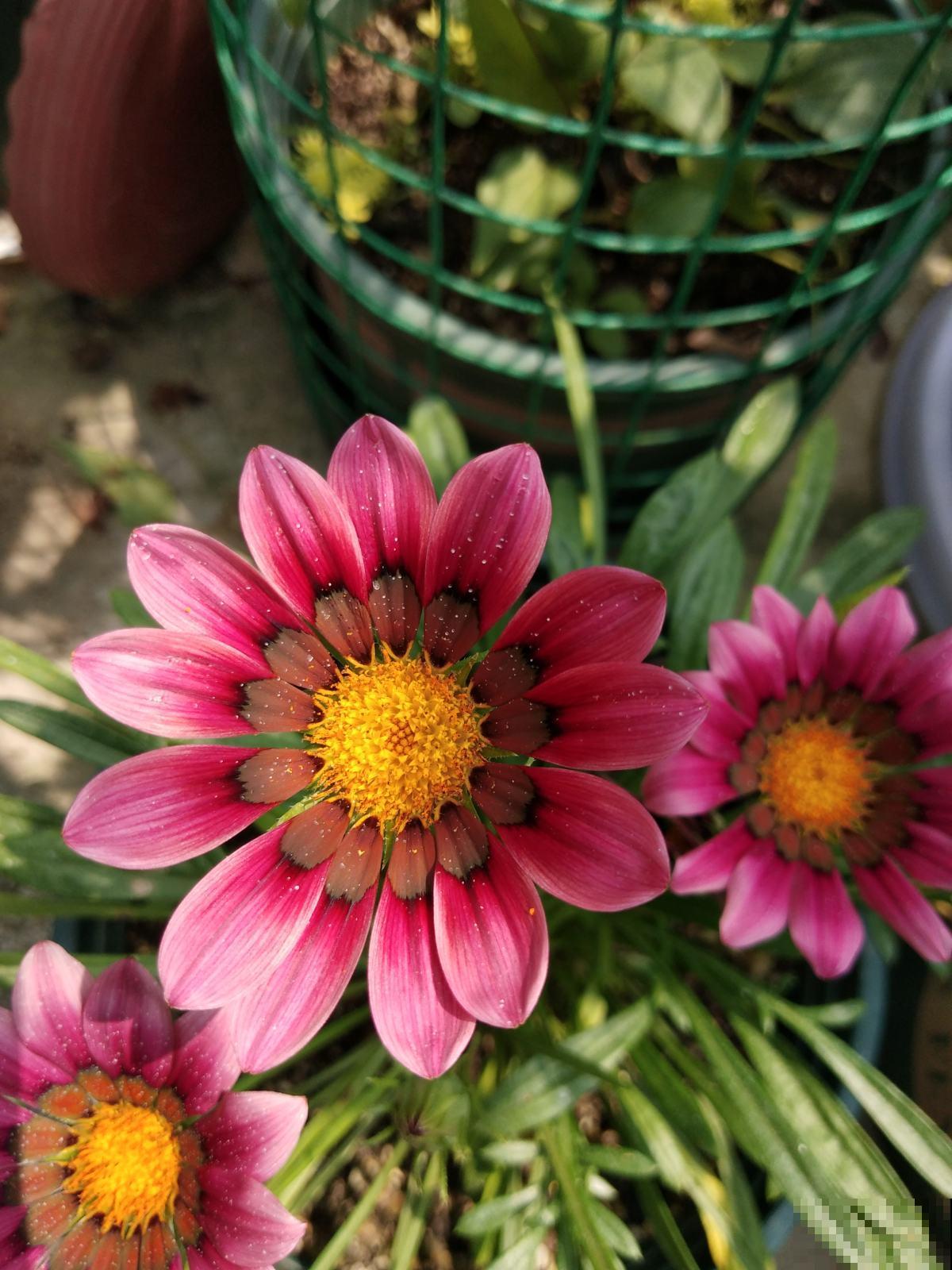 4草种花好养活，只要有个小窗台，光照充足就能开爆盆