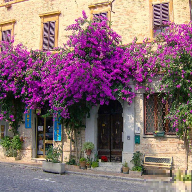 3种盆栽适合养成盆景,能养好多年,妥妥养成传家宝 3种盆栽适合养成盆景,能养好多年,妥妥养成传家宝