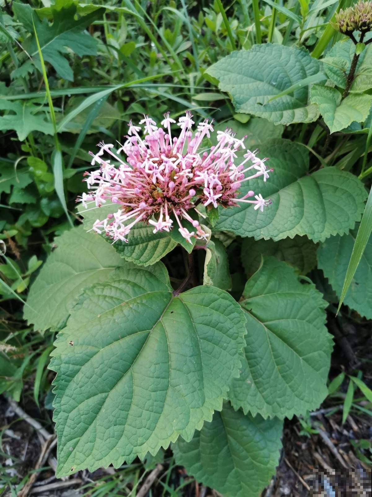 盘点那些名字难听的花,因为名字被人忽视,开花却非常美! 盘点那些名字难听的花,因为名字被人忽视,开花却非常美!