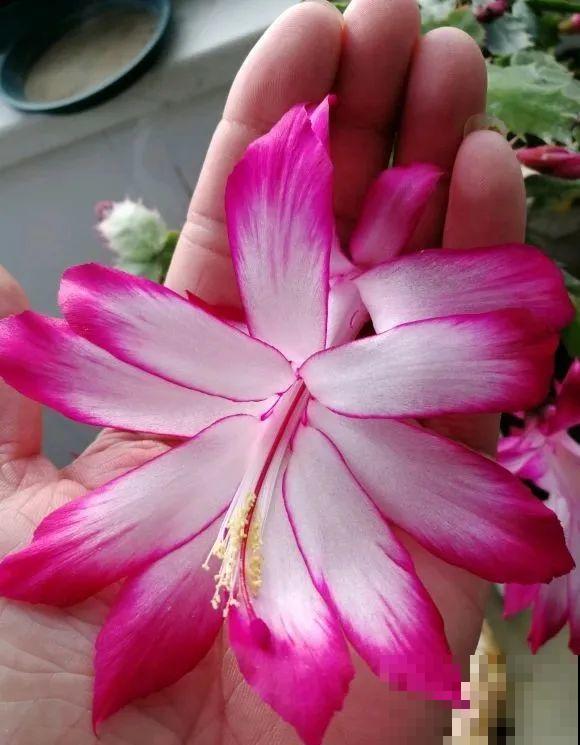 上万块的蟹爪兰，开花像烟花，养过的人不多