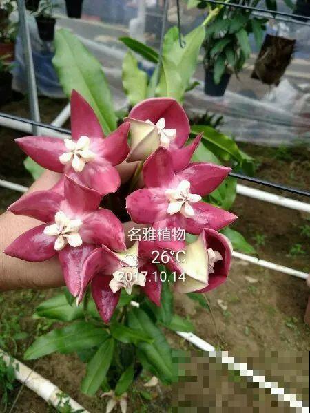 花市10块钱买的花，开花之后身价倍增，真赚了！