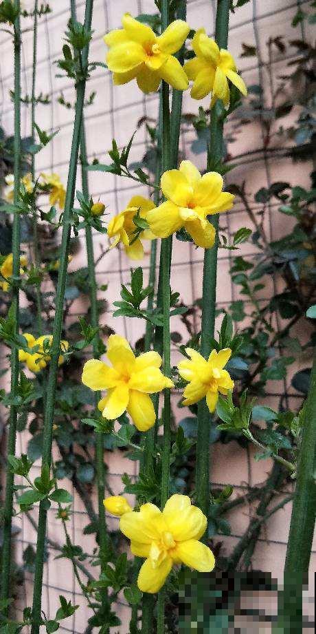 春天要准备赏花了，初春花朵图谱，看了就都认识了