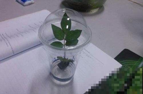 废旧海绵不要扔,用来养花效果好!预防积水不烂根! 废旧海绵不要扔,用来养花效果好!预防积水不烂根!