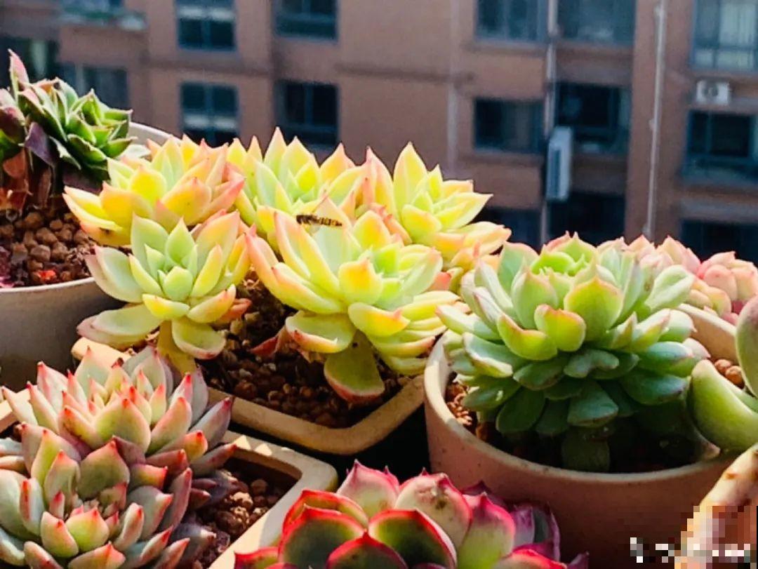 小阳台也能养多肉，一尺一寸，都是繁华！