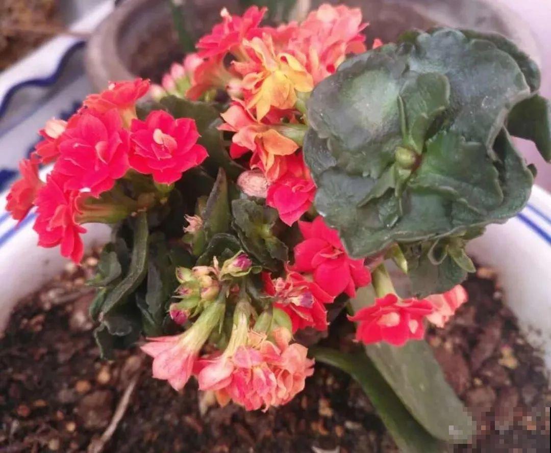 长寿花超全大养护，养爆盆的秘密，全在这里！