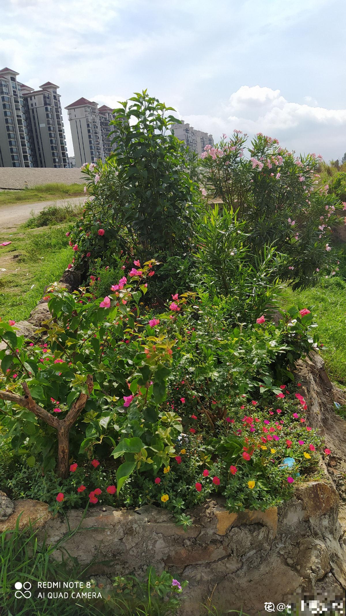 七旬老人在江边荒地养花，6年间种出花园，实在令人钦佩！