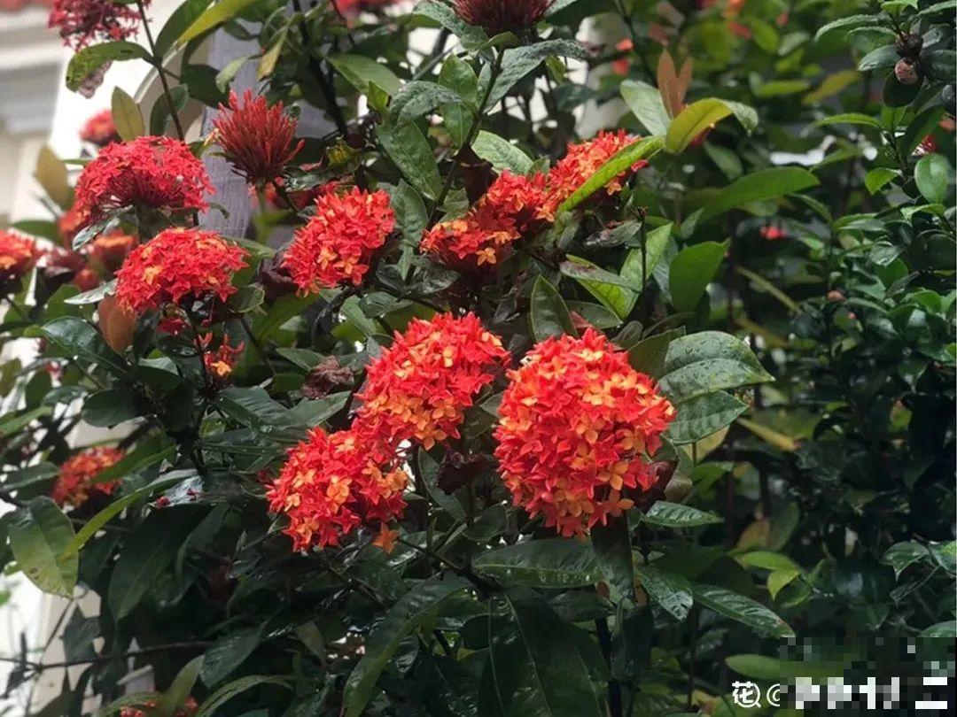 大门口种棵花，吉利又好看，镇宅保平安