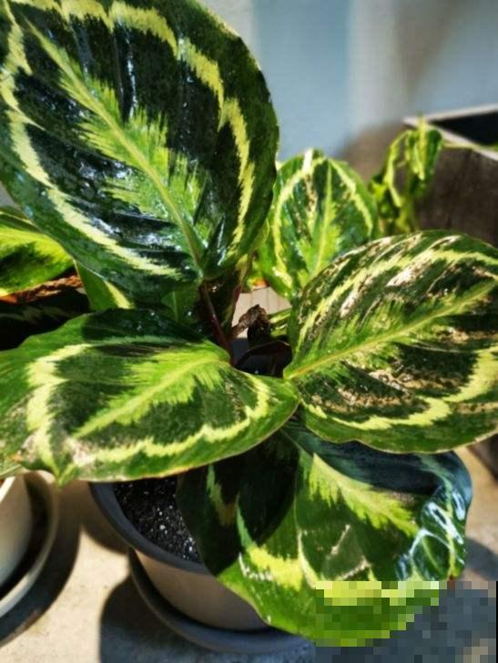 超耐阴的花,北阳台也能养,叶子美得像油画 超耐阴的花,北阳台也能养,叶子美得像油画