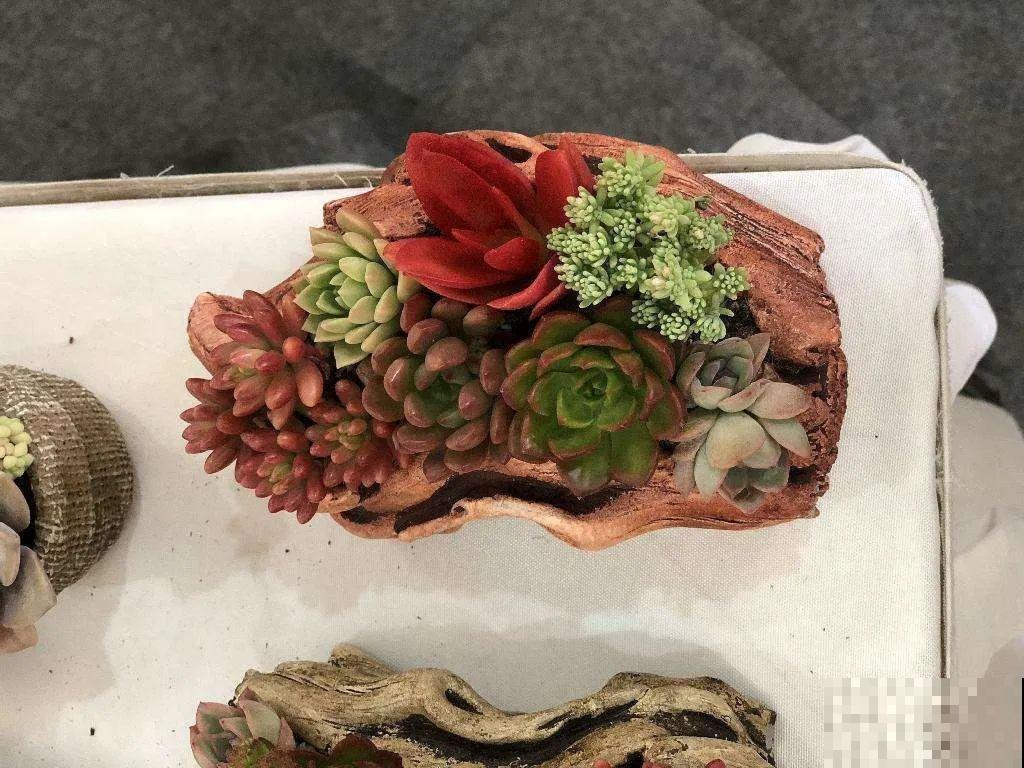 多肉塞进一个盆里，像是艺术品，颜值高了好几个档次！