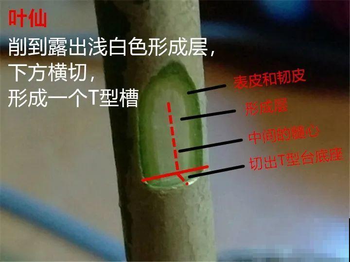 养护蟹爪兰,要注意8个要点,才能开出仙气飘飘花 养护蟹爪兰,要注意8个要点,才能开出仙气飘飘花