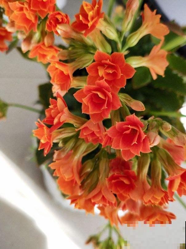 2月底该修剪了，剪得越“狠”植物越旺盛，爆芽更多