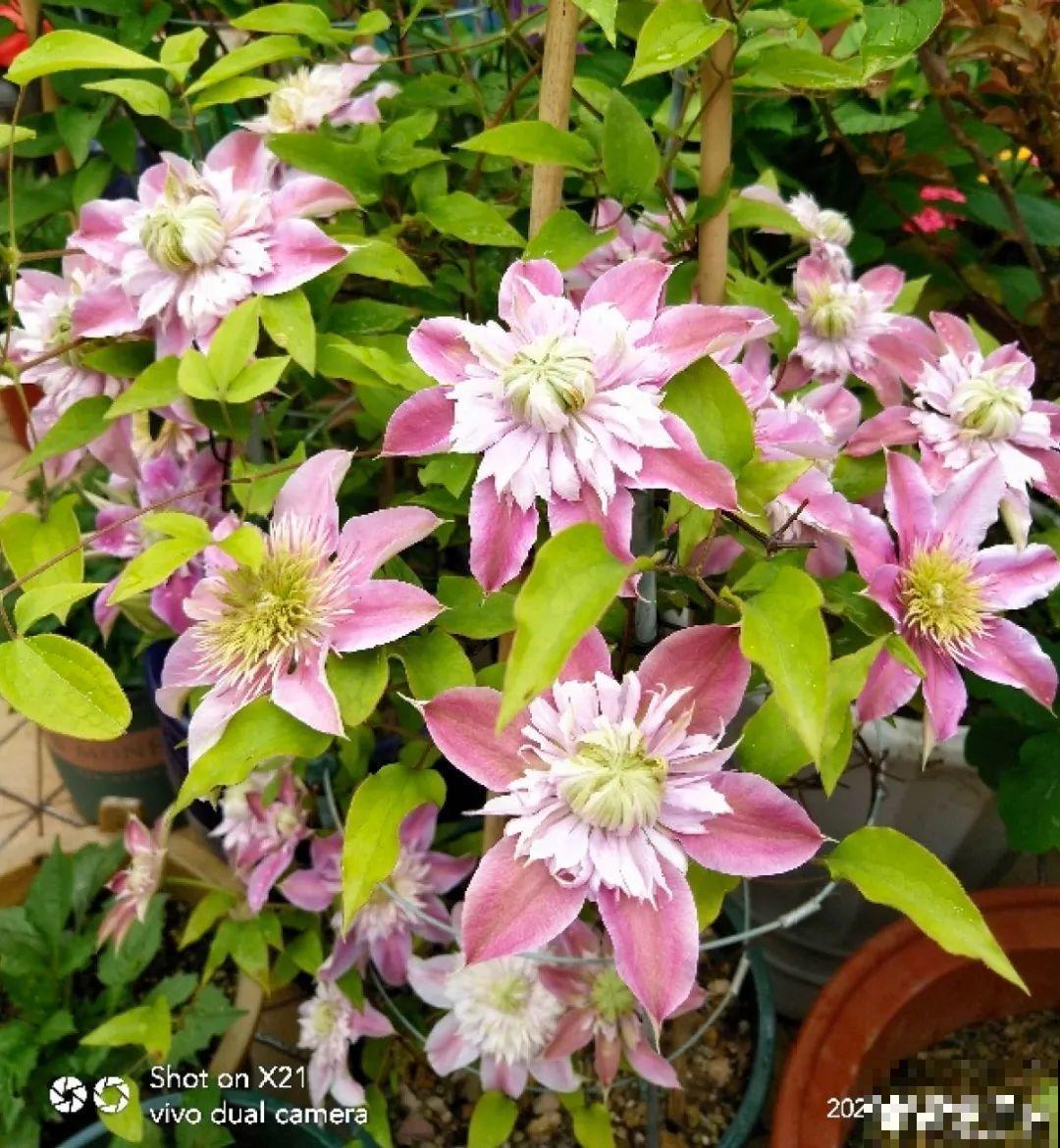 养花一定要选对盆，花盆选不对，花就长不好