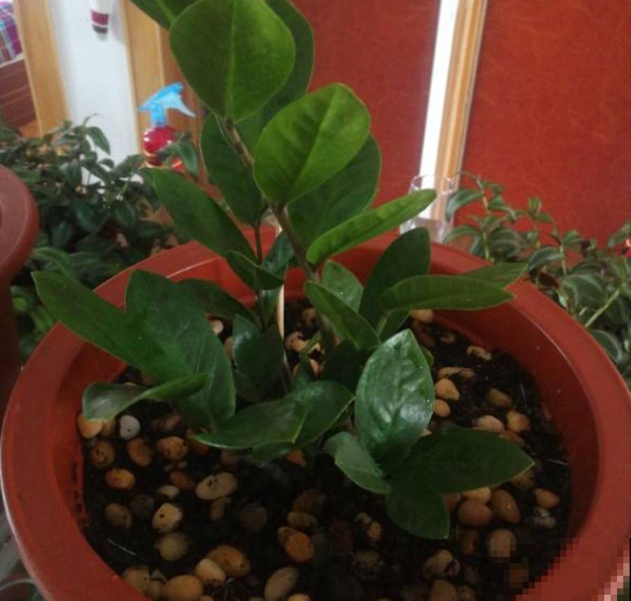 氮磷钾肥不用买，找点“垃圾”就能做，省下钱去吃大餐！