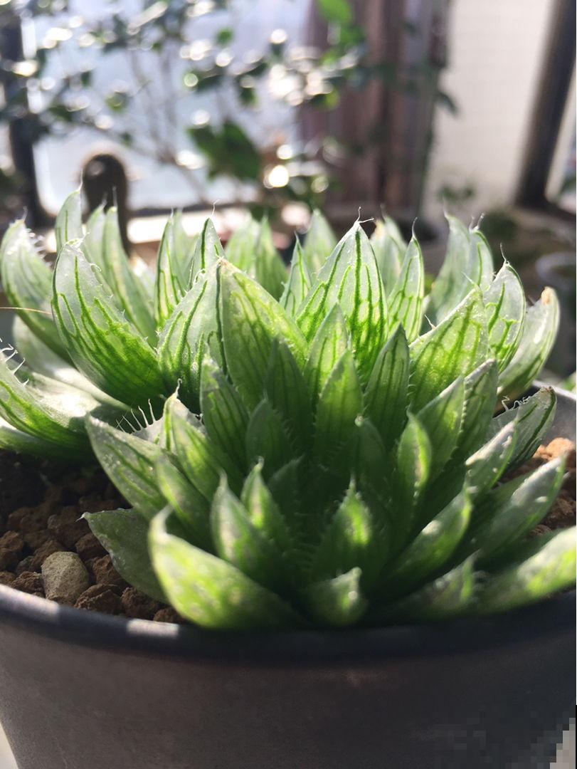 4种“徒神”多肉，太容易徒长，心累