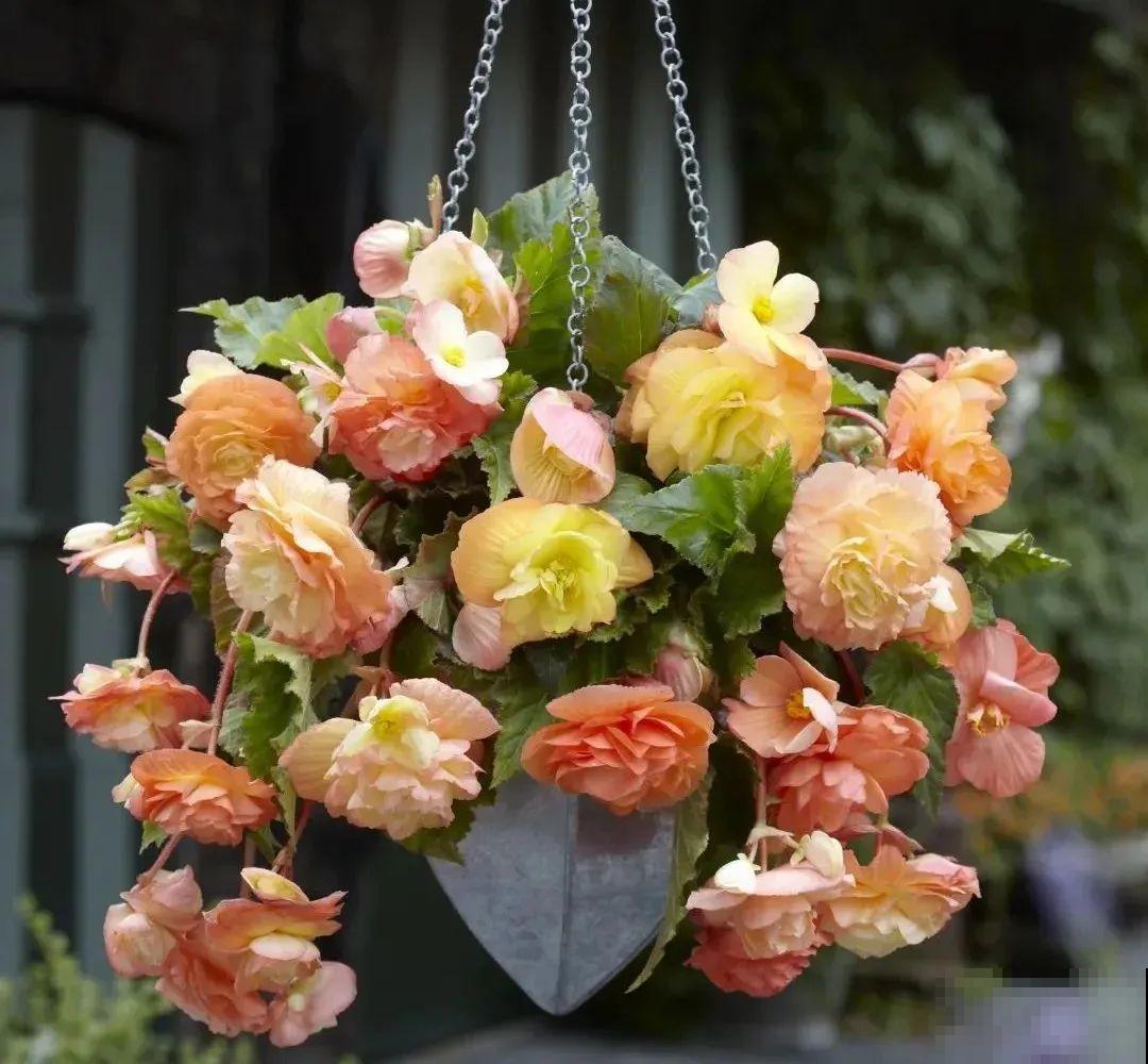 1种花不能用大盆，盆越小，水越少，开花更爆盆！