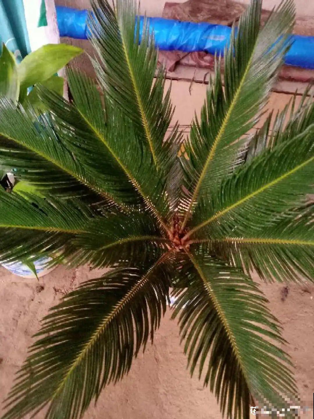 超级耐旱花，整个冬天不浇水，还能胖一圈！