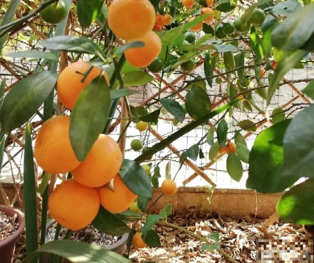 1盆苹果卖300块,为啥这么贵,难道是金苹果? 1盆苹果卖300块,为啥这么贵,难道是金苹果?