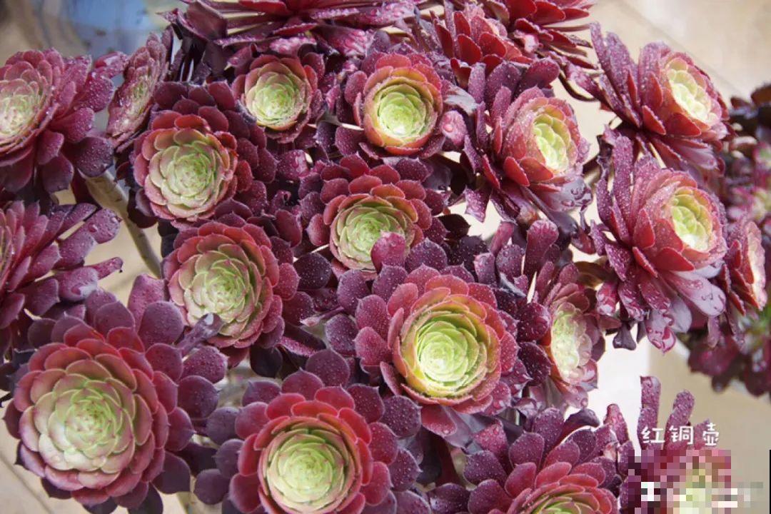 多肉要是养好了，精致得像艺术品，光看就很满足了