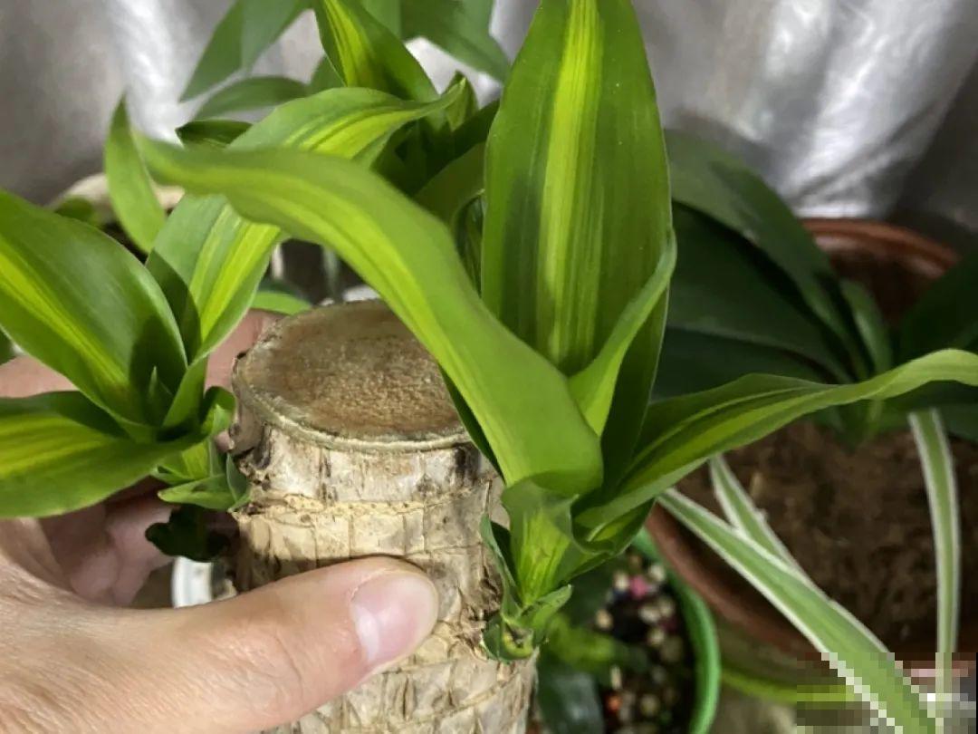 网上买的小木桩，泡水半个月，臭了还没长芽！