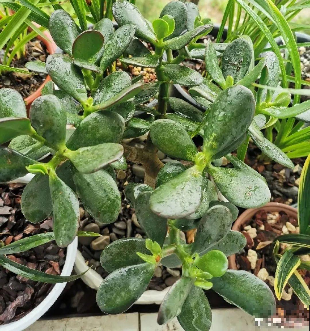 3月是给花剃头的好时机,现在狠心剪,下月就开花 3月是给花剃头的好时机,现在狠心剪,下月就开花