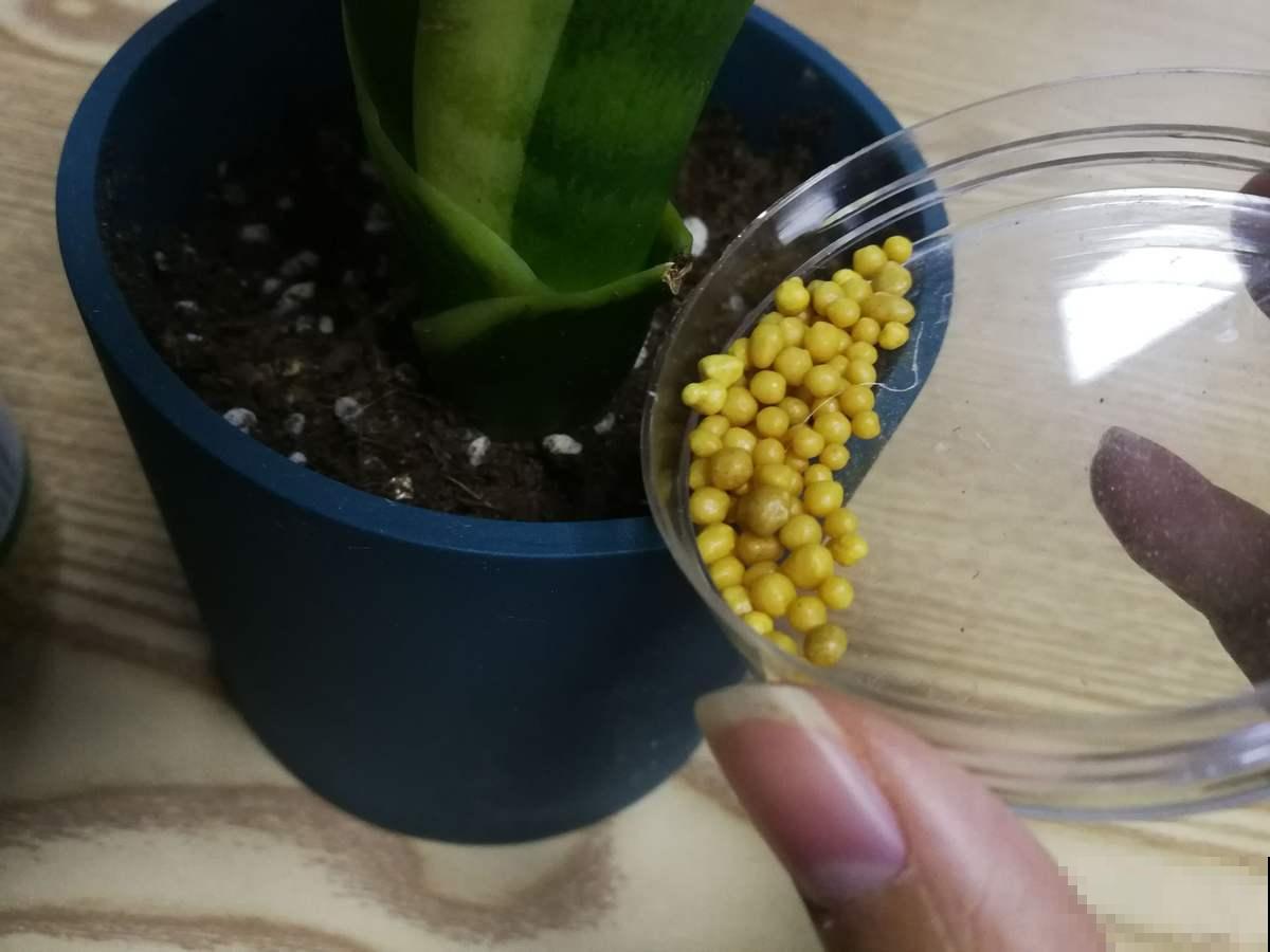 养护球兰有诀窍，做好4个要点，盆盆开满小花球！