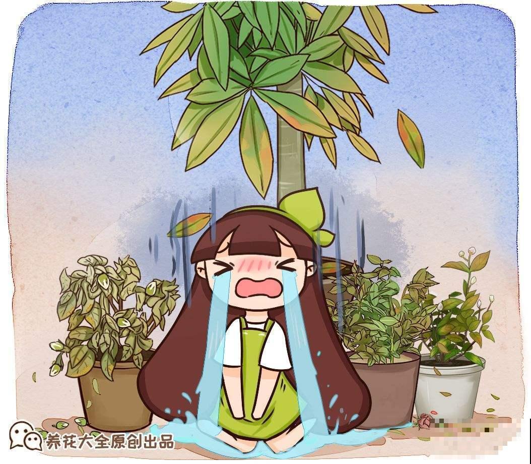 家里的植物叶子发黄？用了这几招，叶子亮的绿油油！