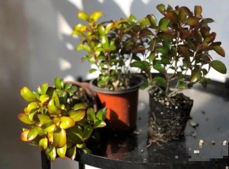 喜欢晒太阳的新西兰茜草，叶片一晒亮闪闪的，好看极了！