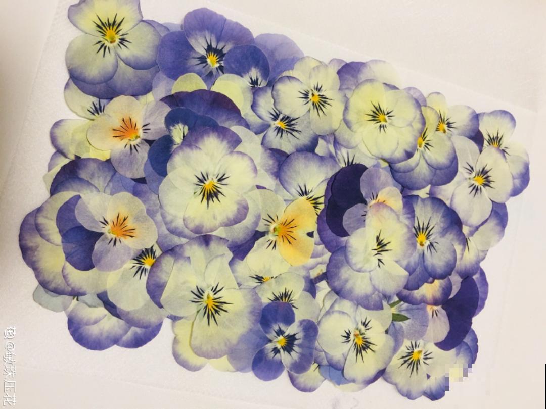 干花制作方法，学会了超实用，留住花儿美好