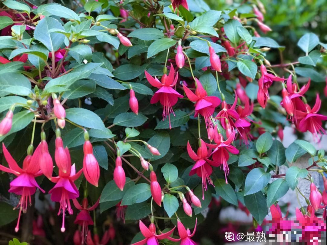 北方养不活的花，南方随便插土里，长了整面墙！