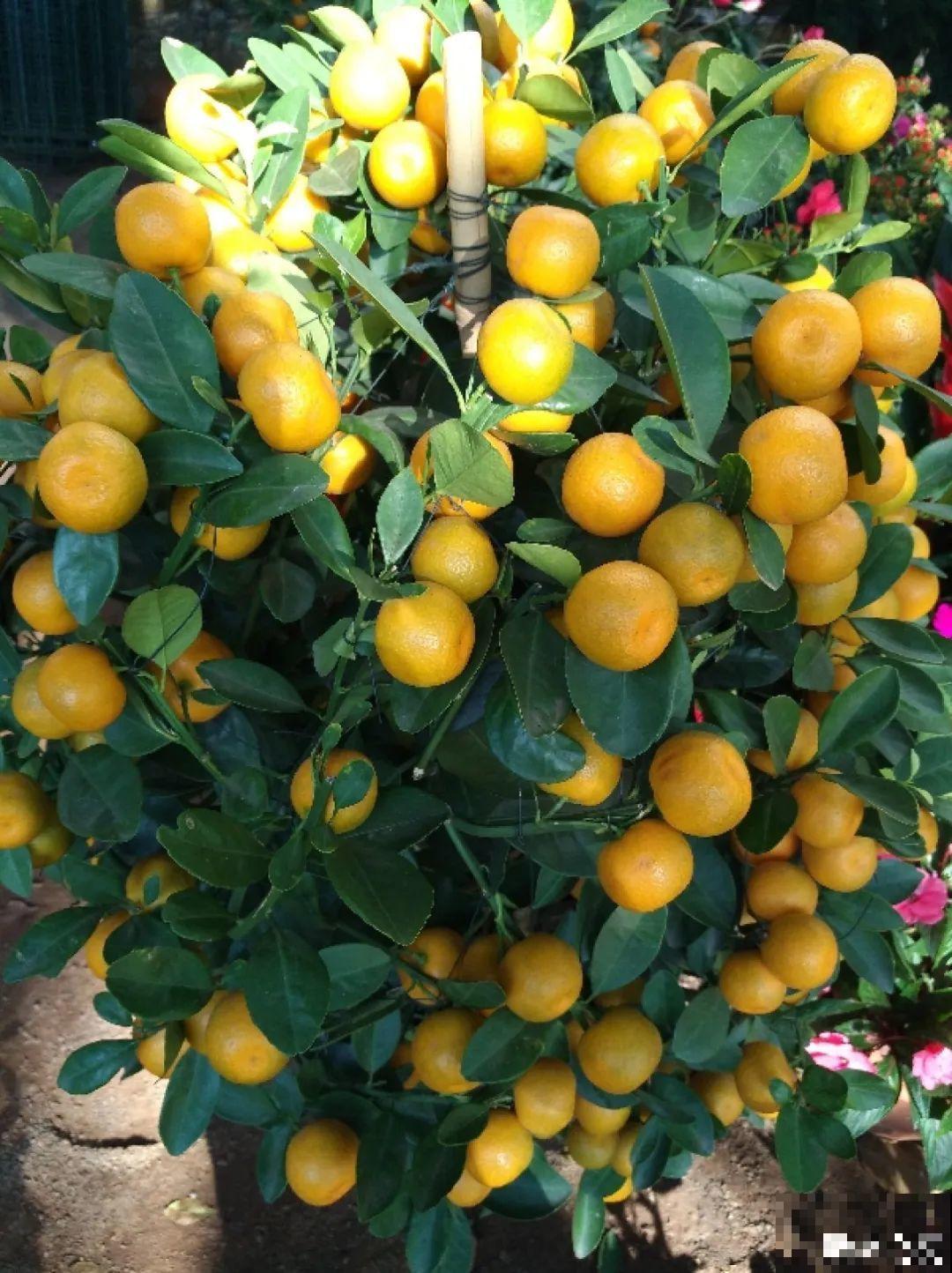 “短命”年宵花，买一盆枯一盆，太心疼