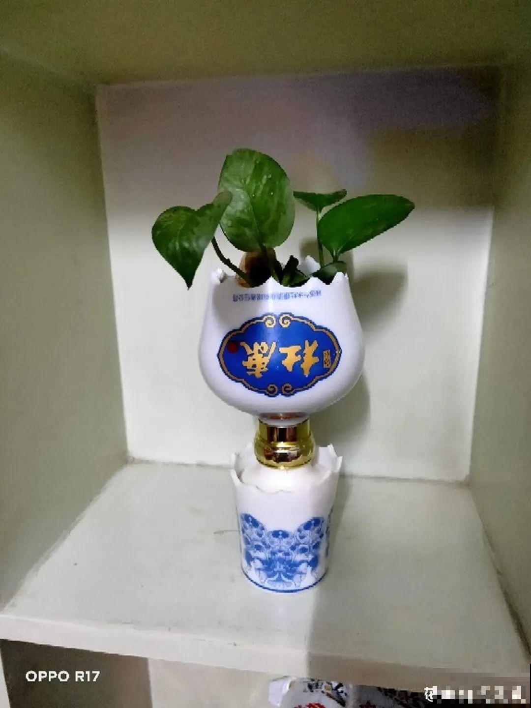 过年的酒瓶子，千万别人，切2刀做花盆，好看又省钱