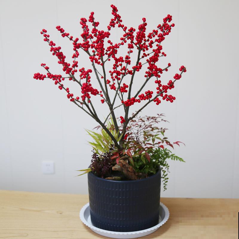 家里养4种花，气质格调一样不少，就是贵！