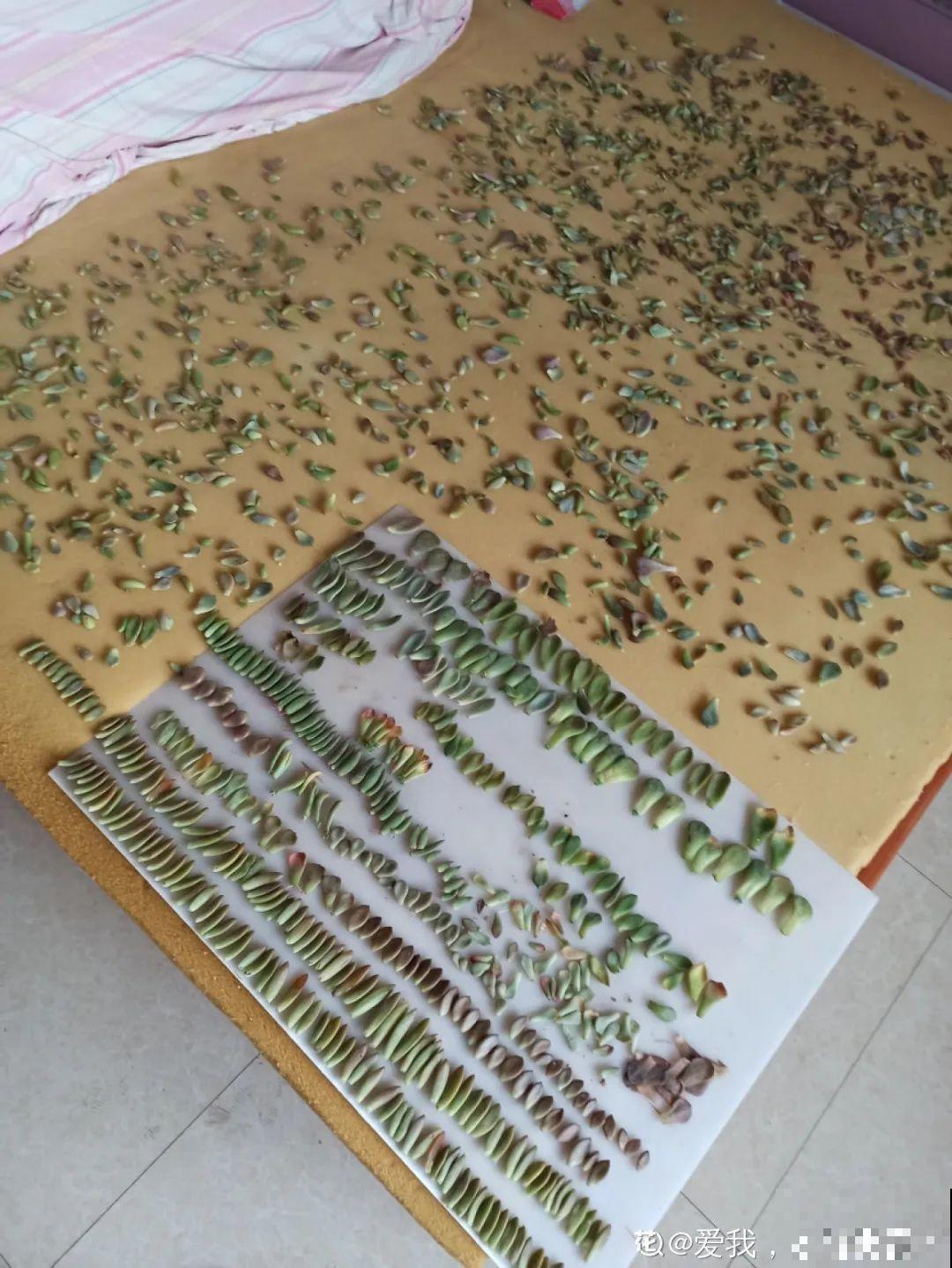 初春的多肉要撸叶子，重新扦插，能生好多盆