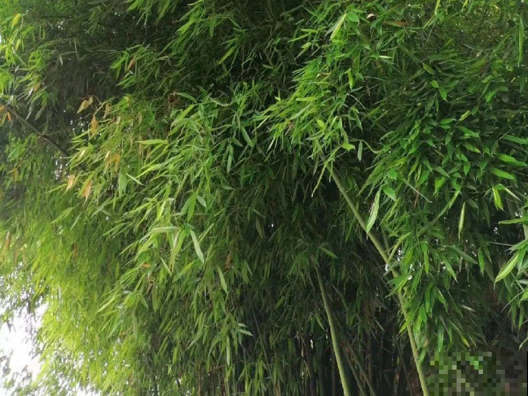 8种草是下火草药，农村最多，城市少见